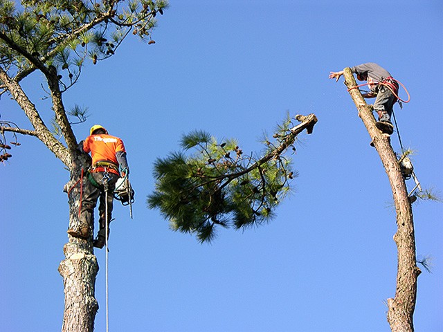 tree recycling services in Perth